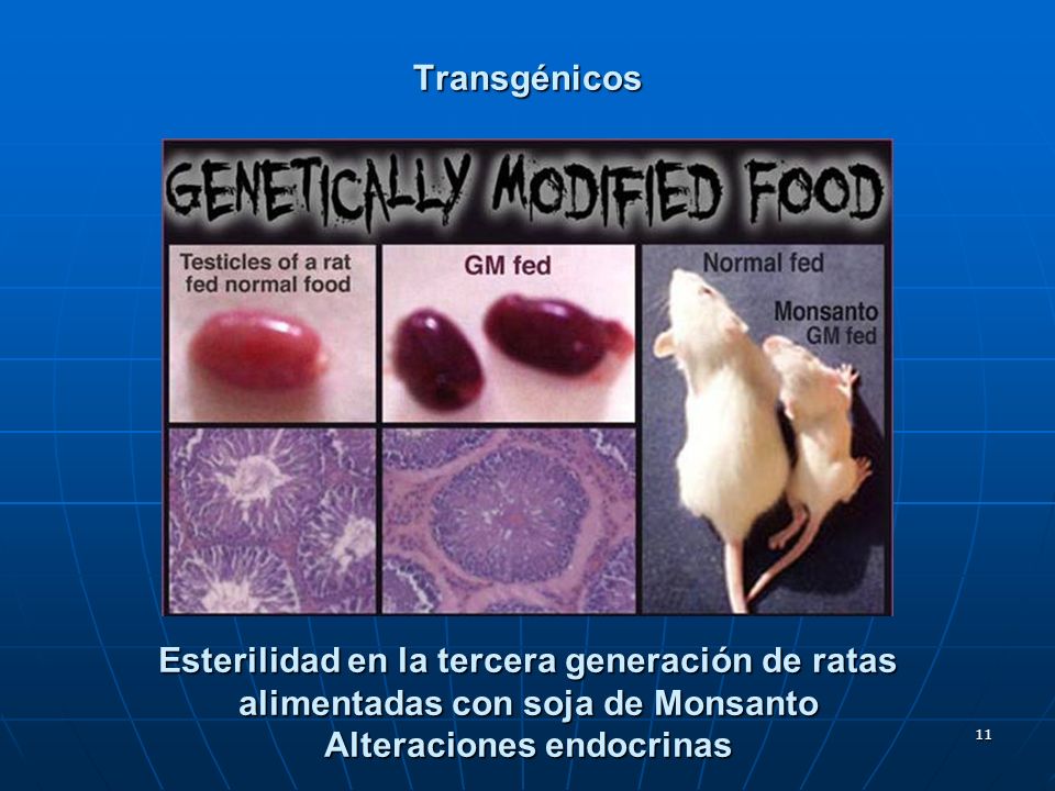 Transgénicos Esterilidad en la tercera generación de ratas alimentadas con soja de Monsanto Alteraciones endocrinas.