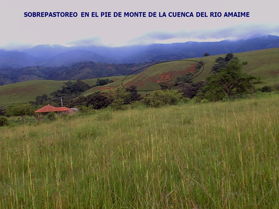 SOBREPASTOREO EN EL PIE DE MONTE DE LA CUENCA DEL RIO AMAIME