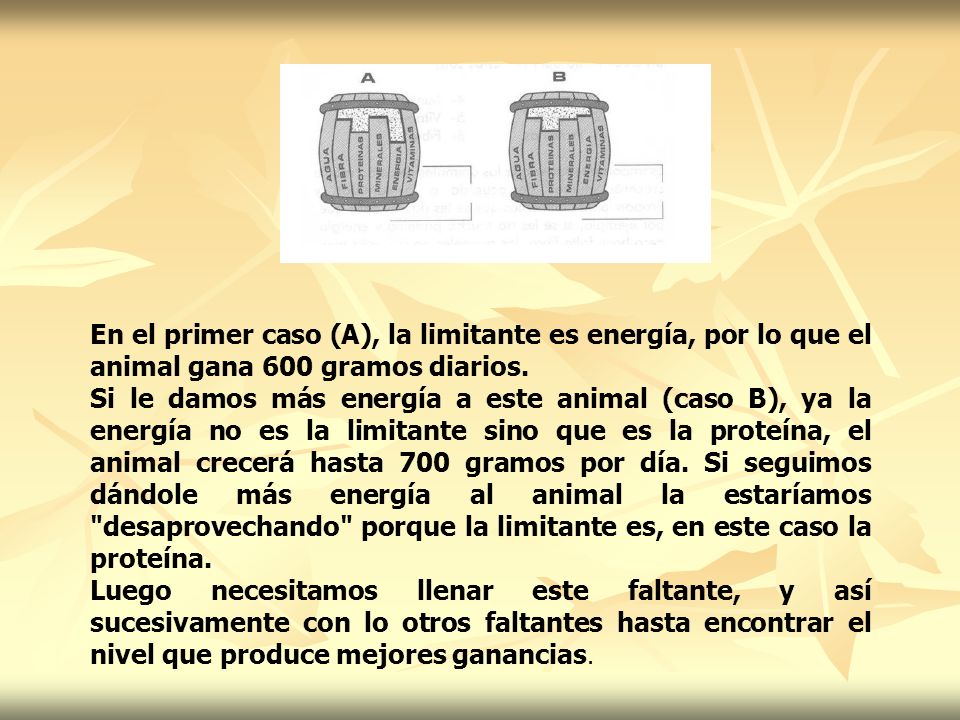 En el primer caso (A), la limitante es energía, por lo que el animal gana 600 gramos diarios.