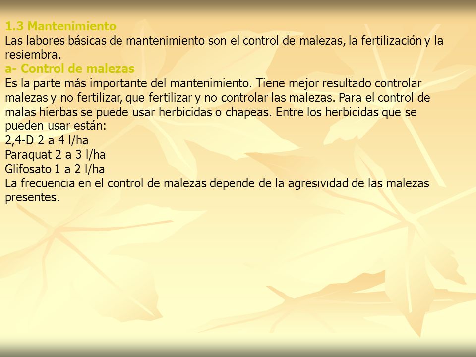 1.3 Mantenimiento Las labores básicas de mantenimiento son el control de malezas, la fertilización y la.