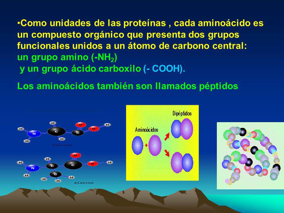 Como unidades de las proteínas , cada aminoácido es un compuesto orgánico que presenta dos grupos funcionales unidos a un átomo de carbono central: un grupo amino (-NH2) y un grupo ácido carboxilo (- COOH).