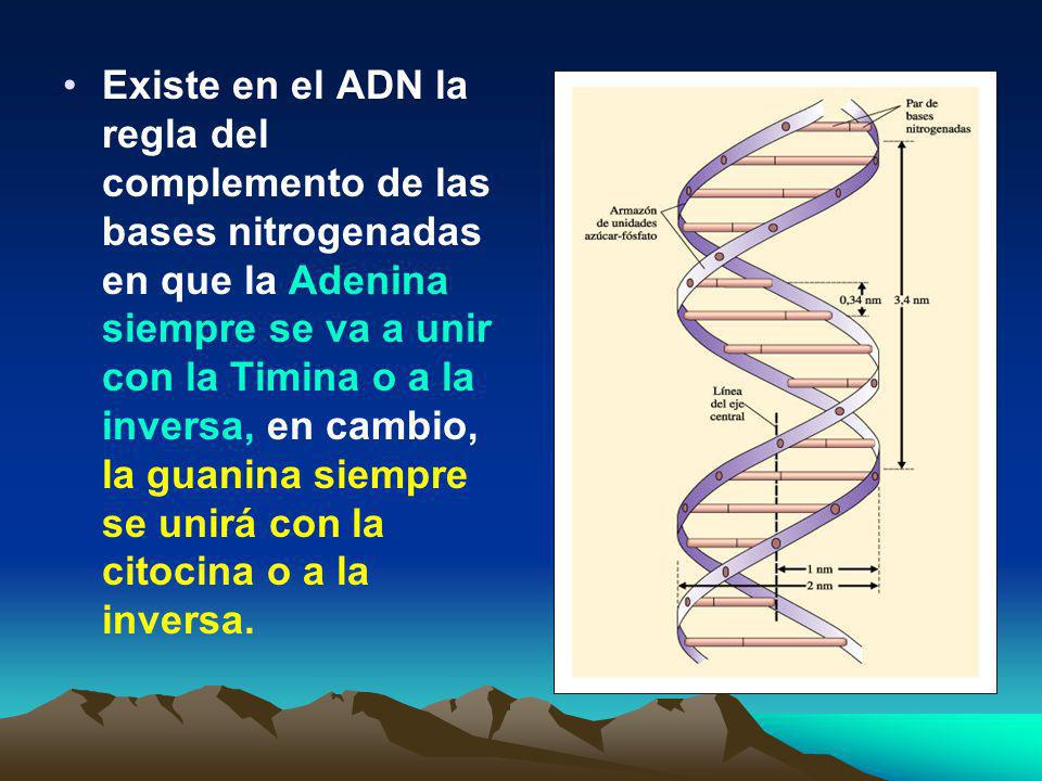 Existe en el ADN la regla del complemento de las bases nitrogenadas en que la Adenina siempre se va a unir con la Timina o a la inversa, en cambio, la guanina siempre se unirá con la citocina o a la inversa.