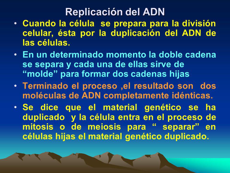 Replicación del ADN Cuando la célula se prepara para la división celular, ésta por la duplicación del ADN de las células.