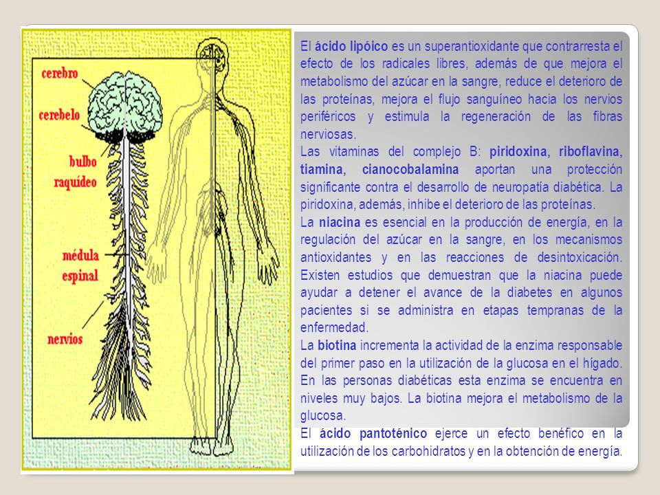 El ácido lipóico es un superantioxidante que contrarresta el efecto de los radicales libres, además de que mejora el metabolismo del azúcar en la sangre, reduce el deterioro de las proteínas, mejora el flujo sanguíneo hacia los nervios periféricos y estimula la regeneración de las fibras nerviosas.