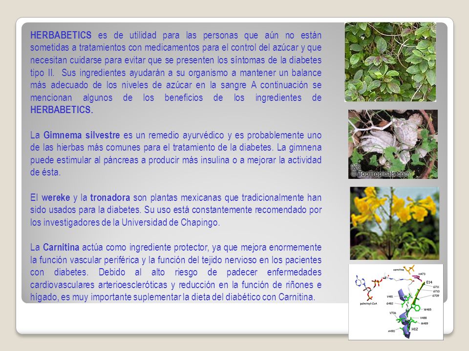 HERBABETICS es de utilidad para las personas que aún no están sometidas a tratamientos con medicamentos para el control del azúcar y que necesitan cuidarse para evitar que se presenten los síntomas de la diabetes tipo II. Sus ingredientes ayudarán a su organismo a mantener un balance más adecuado de los niveles de azúcar en la sangre A continuación se mencionan algunos de los beneficios de los ingredientes de HERBABETICS.