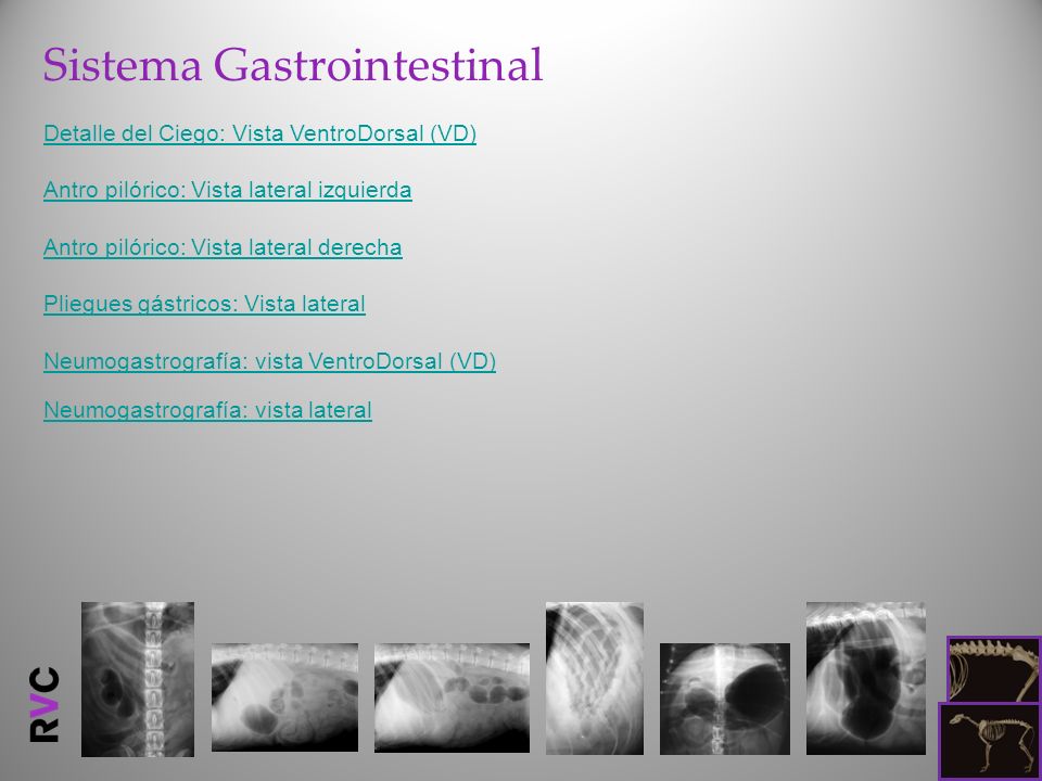 Sistema Gastrointestinal