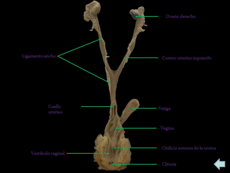 Ovario derecho Ligamento ancho. Cuerno uterino izquierdo. Cuello uterino. Vejiga. Vagina. Orificio externo de la uretra.