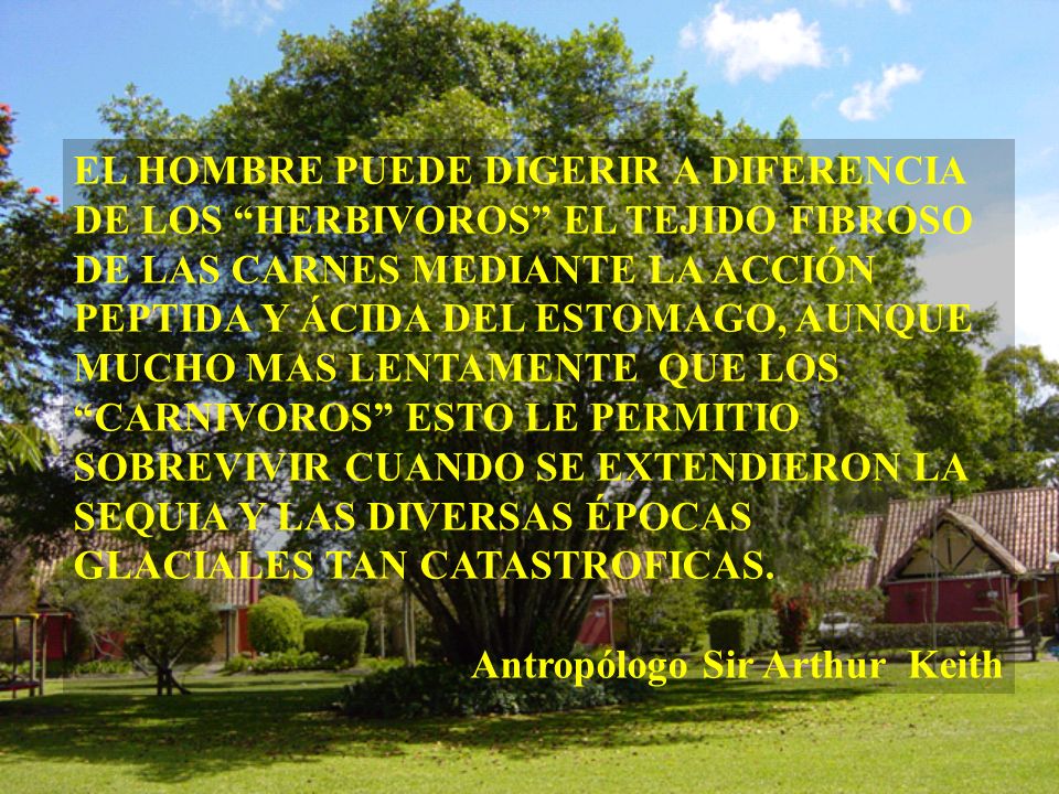 EL HOMBRE PUEDE DIGERIR A DIFERENCIA DE LOS HERBIVOROS EL TEJIDO FIBROSO DE LAS CARNES MEDIANTE LA ACCIÓN PEPTIDA Y ÁCIDA DEL ESTOMAGO, AUNQUE MUCHO MAS LENTAMENTE QUE LOS CARNIVOROS ESTO LE PERMITIO SOBREVIVIR CUANDO SE EXTENDIERON LA SEQUIA Y LAS DIVERSAS ÉPOCAS GLACIALES TAN CATASTROFICAS.