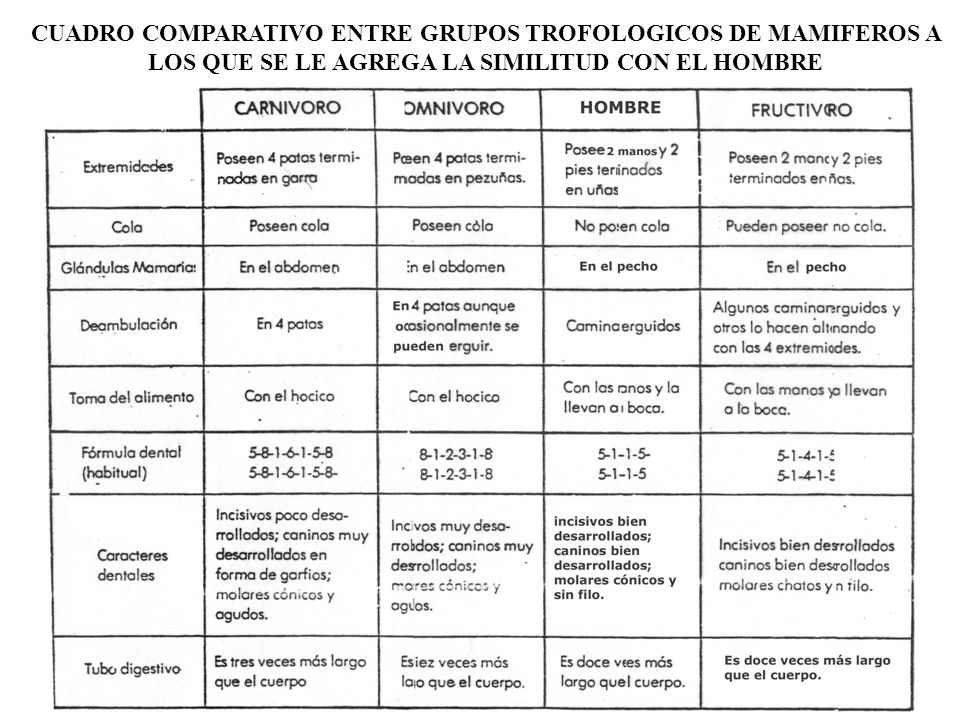 CUADRO COMPARATIVO ENTRE GRUPOS TROFOLOGICOS DE MAMIFEROS A LOS QUE SE LE AGREGA LA SIMILITUD CON EL HOMBRE