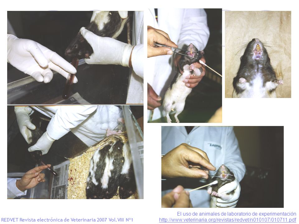 El uso de animales de laboratorio de experimentación