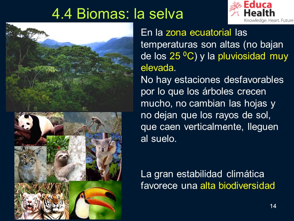 4.4 Biomas: la selva En la zona ecuatorial las temperaturas son altas (no bajan de los 25 0C) y la pluviosidad muy elevada.