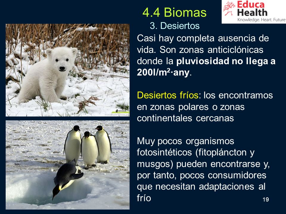 4.4 Biomas 3. Desiertos Casi hay completa ausencia de vida. Son zonas anticiclónicas donde la pluviosidad no llega a 200l/m2·any.