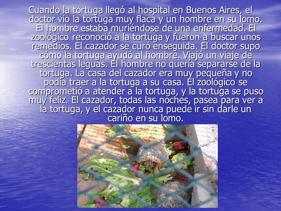 Cuando la tortuga llegó al hospital en Buenos Aires, el doctor vio la tortuga muy flaca y un hombre en su lomo.