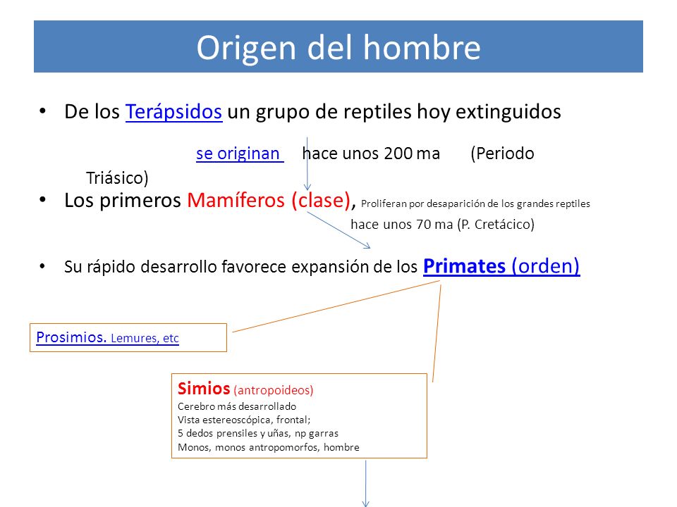 Origen del hombre se originan hace unos 200 ma (Periodo Triásico)