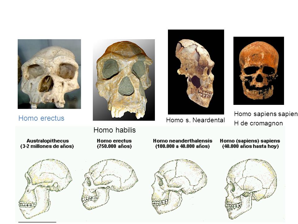 Homo erectus Homo habilis Homo sapiens sapiens H de cromagnon
