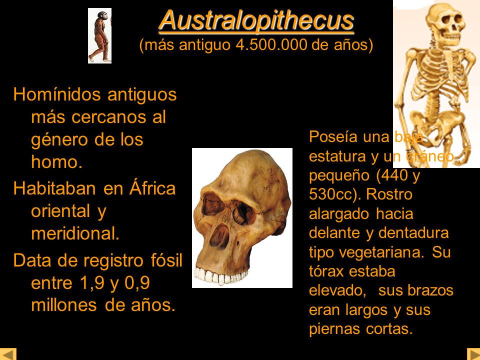 Australopithecus (más antiguo de años)