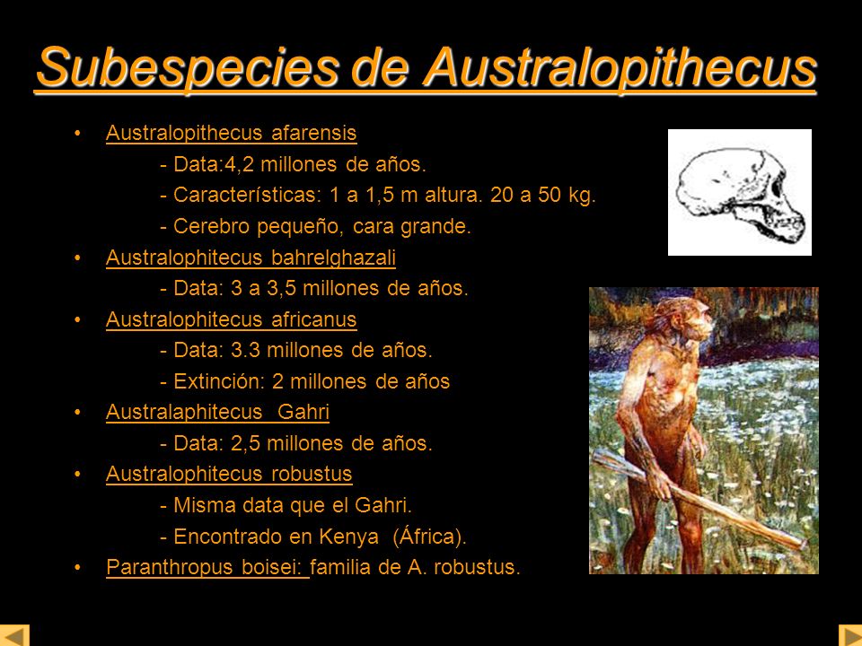 Subespecies de Australopithecus