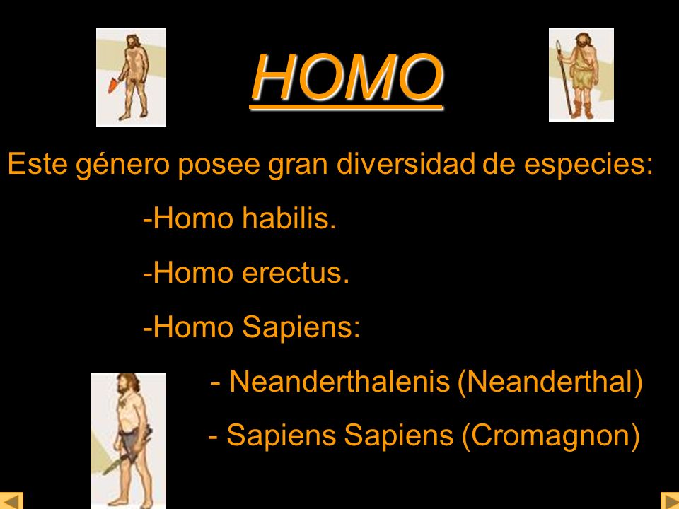 HOMO Este género posee gran diversidad de especies: -Homo habilis.