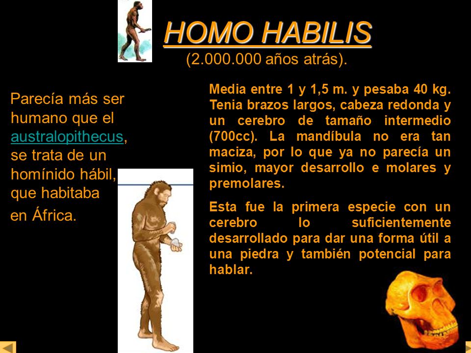 HOMO HABILIS ( años atrás).