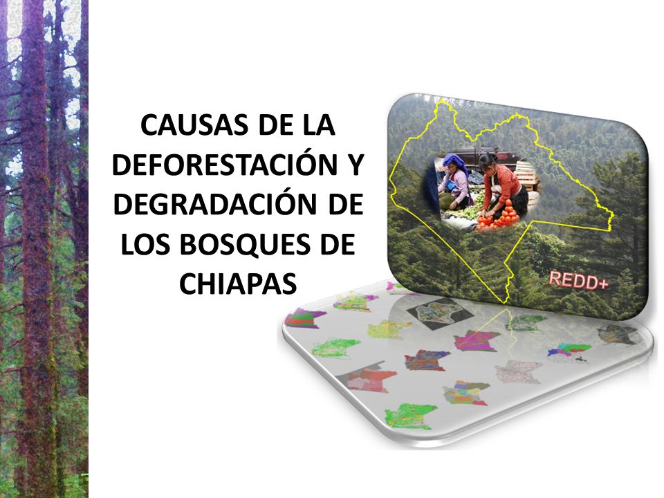 CAUSAS DE LA DEFORESTACIÓN Y DEGRADACIÓN DE LOS BOSQUES DE CHIAPAS