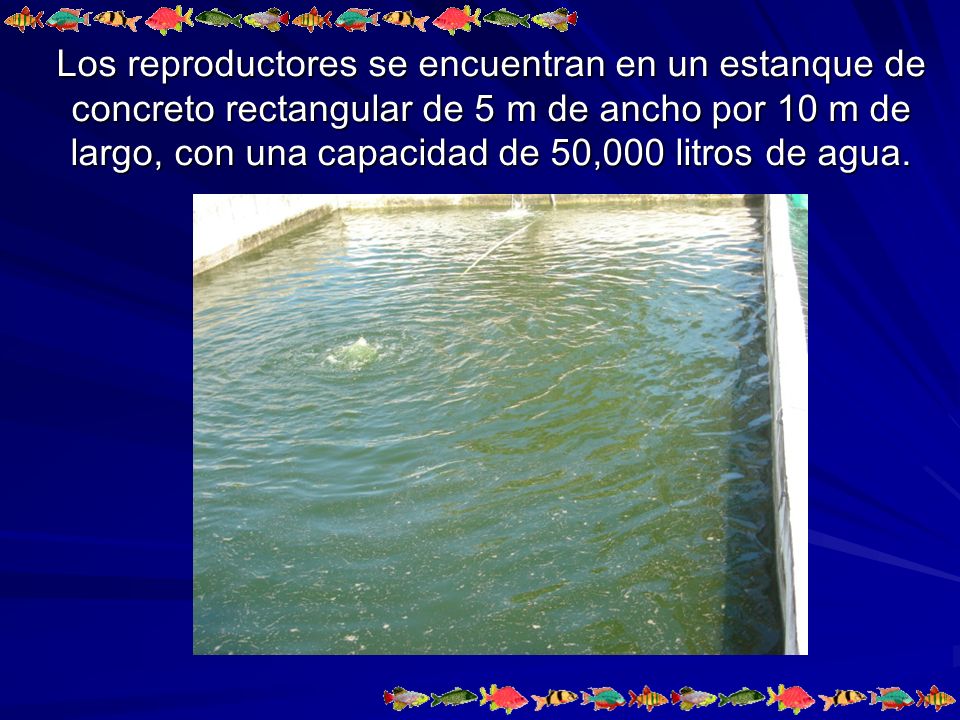 Los reproductores se encuentran en un estanque de concreto rectangular de 5 m de ancho por 10 m de largo, con una capacidad de 50,000 litros de agua.