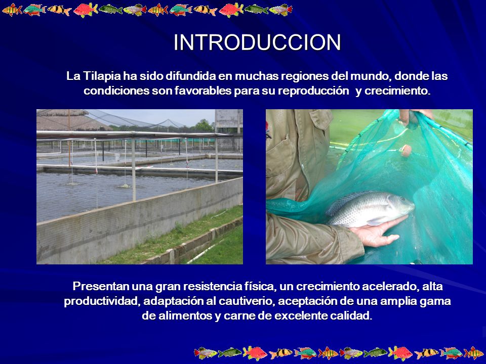 INTRODUCCION La Tilapia ha sido difundida en muchas regiones del mundo, donde las condiciones son favorables para su reproducción y crecimiento.