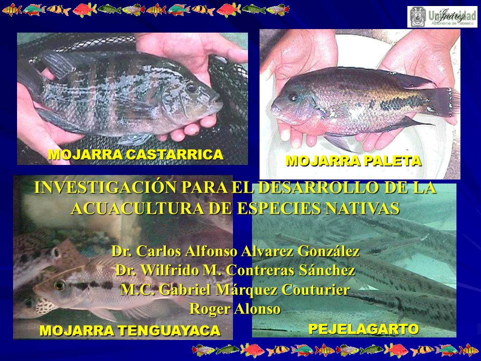 INVESTIGACIÓN PARA EL DESARROLLO DE LA ACUACULTURA DE ESPECIES NATIVAS