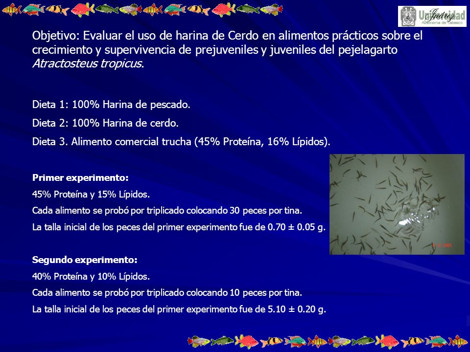 Objetivo: Evaluar el uso de harina de Cerdo en alimentos prácticos sobre el crecimiento y supervivencia de prejuveniles y juveniles del pejelagarto Atractosteus tropicus.