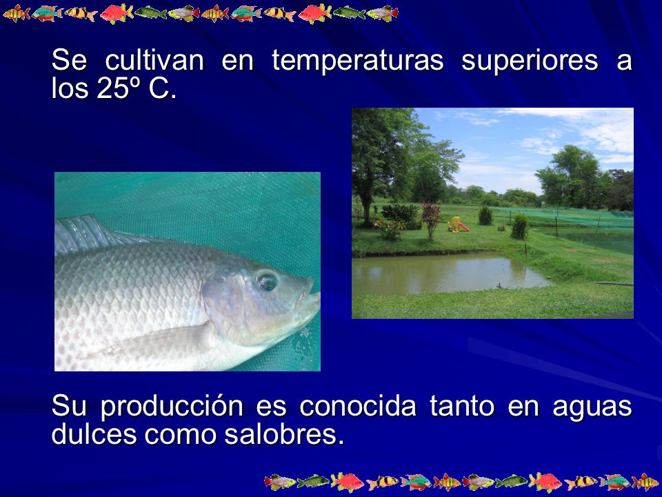 Se cultivan en temperaturas superiores a los 25º C.