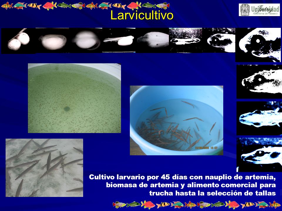 Larvicultivo Cultivo larvario por 45 días con nauplio de artemia, biomasa de artemia y alimento comercial para trucha hasta la selección de tallas.