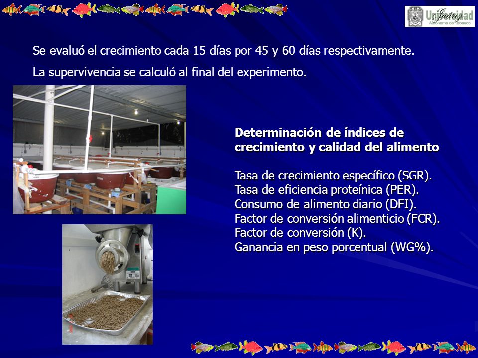Se evaluó el crecimiento cada 15 días por 45 y 60 días respectivamente.