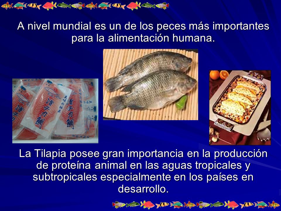A nivel mundial es un de los peces más importantes para la alimentación humana.