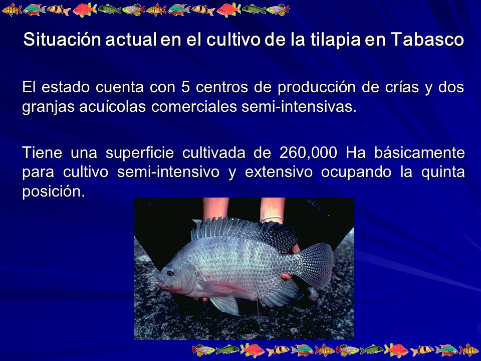 Situación actual en el cultivo de la tilapia en Tabasco