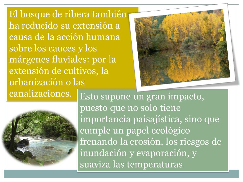 El bosque de ribera también ha reducido su extensión a causa de la acción humana sobre los cauces y los márgenes fluviales: por la extensión de cultivos, la urbanización o las canalizaciones.