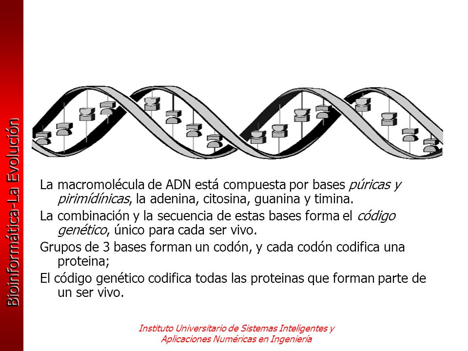 Grupos de 3 bases forman un codón, y cada codón codifica una proteina;