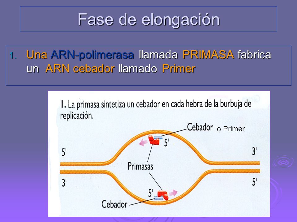 Fase de elongación Una ARN-polimerasa llamada PRIMASA fabrica un ARN cebador llamado Primer. o Primer.