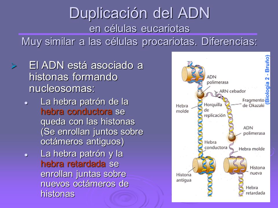 Duplicación del ADN en células eucariotas Muy similar a las células procariotas. Diferencias: