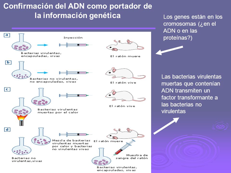 Confirmación del ADN como portador de la información genética