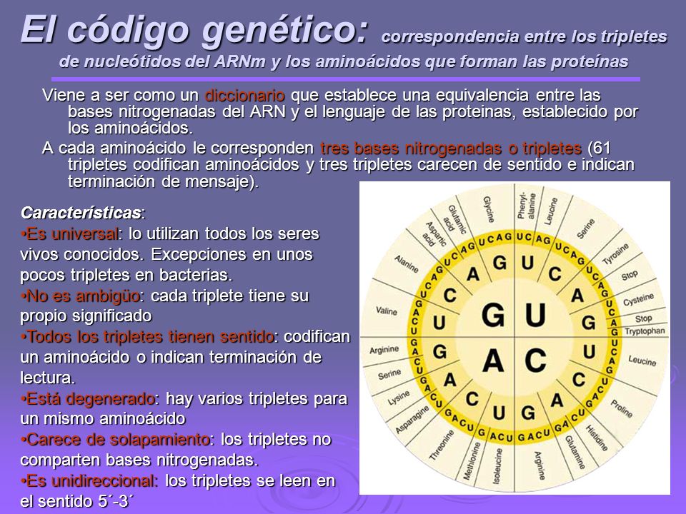 El código genético: correspondencia entre los tripletes de nucleótidos del ARNm y los aminoácidos que forman las proteínas