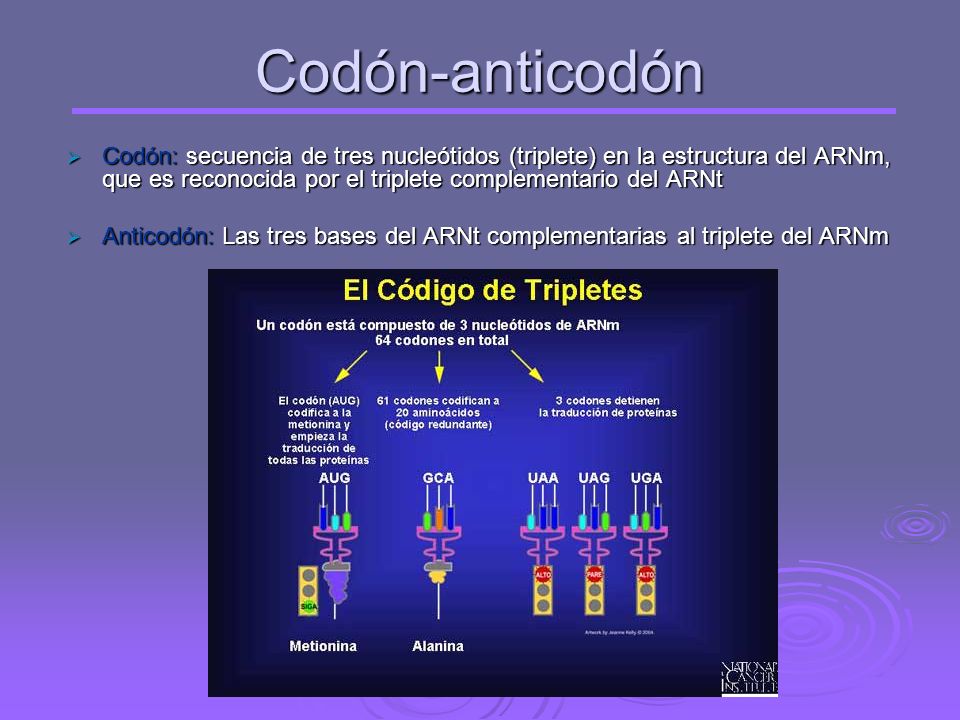Codón-anticodón Codón: secuencia de tres nucleótidos (triplete) en la estructura del ARNm, que es reconocida por el triplete complementario del ARNt.