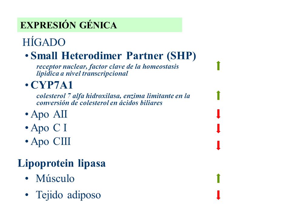 Small Heterodimer Partner (SHP) CYP7A1 Apo AII Apo C I Apo CIII