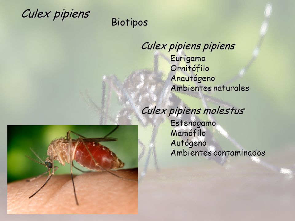 Culex pipiens Biotipos Culex pipiens pipiens Eurigamo