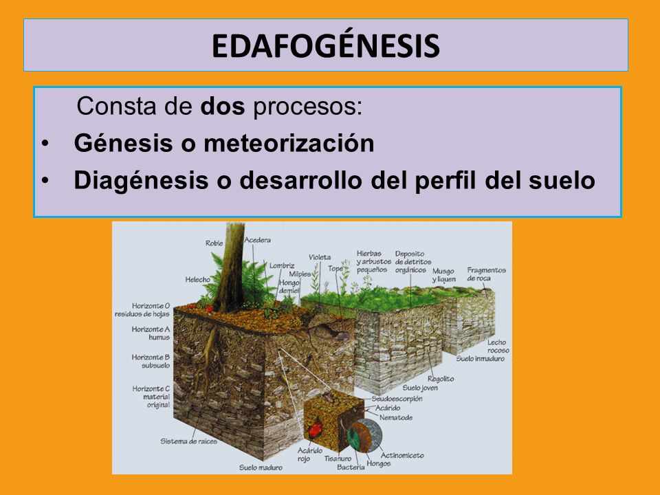 EDAFOGÉNESIS Consta de dos procesos: Génesis o meteorización