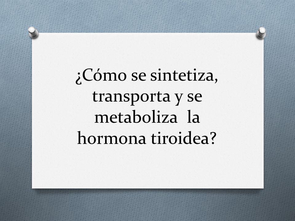 ¿Cómo se sintetiza, transporta y se metaboliza la hormona tiroidea