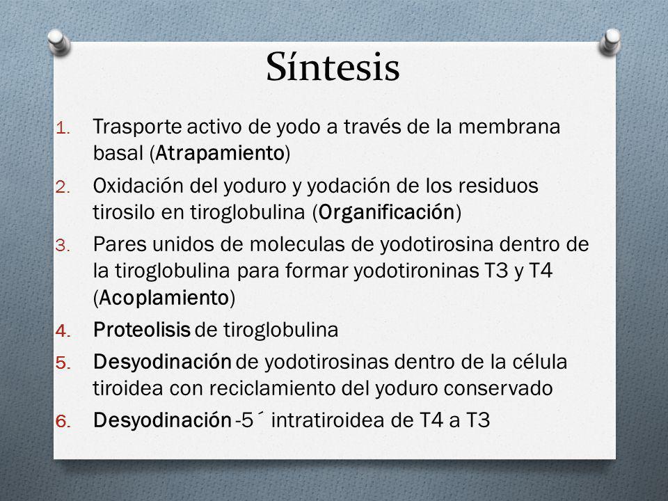 Síntesis Trasporte activo de yodo a través de la membrana basal (Atrapamiento)