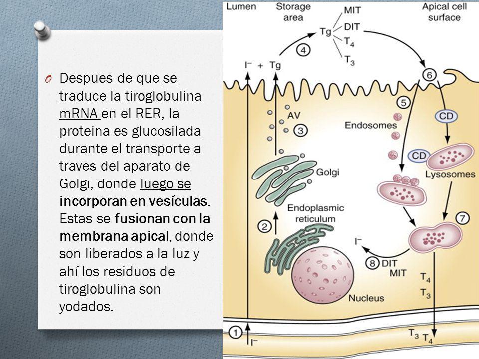 Despues de que se traduce la tiroglobulina mRNA en el RER, la proteina es glucosilada durante el transporte a traves del aparato de Golgi, donde luego se incorporan en vesículas.