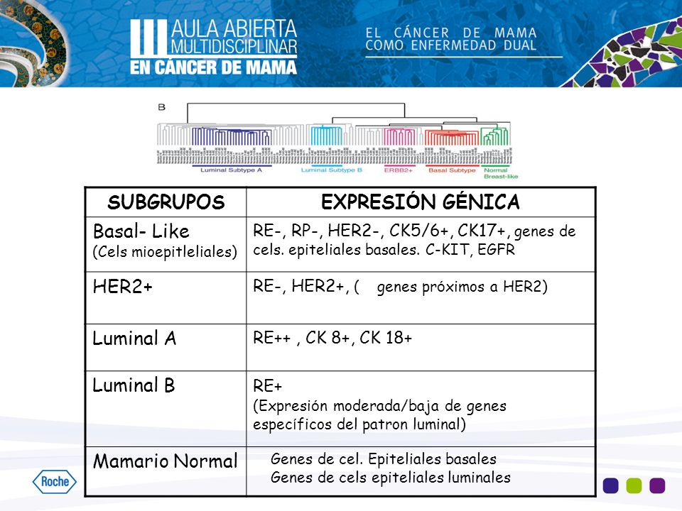SUBGRUPOS EXPRESIÓN GÉNICA Basal- Like HER2+ Luminal A Luminal B