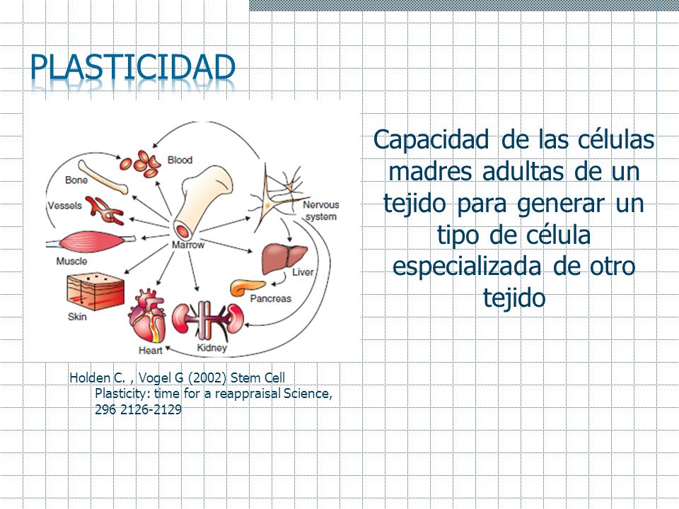 Plasticidad Capacidad de las células madres adultas de un tejido para generar un tipo de célula especializada de otro tejido.