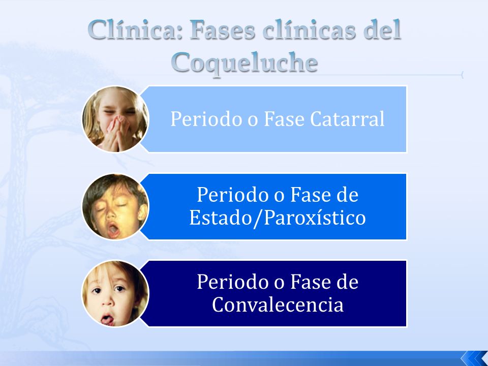 Clínica: Fases clínicas del Coqueluche