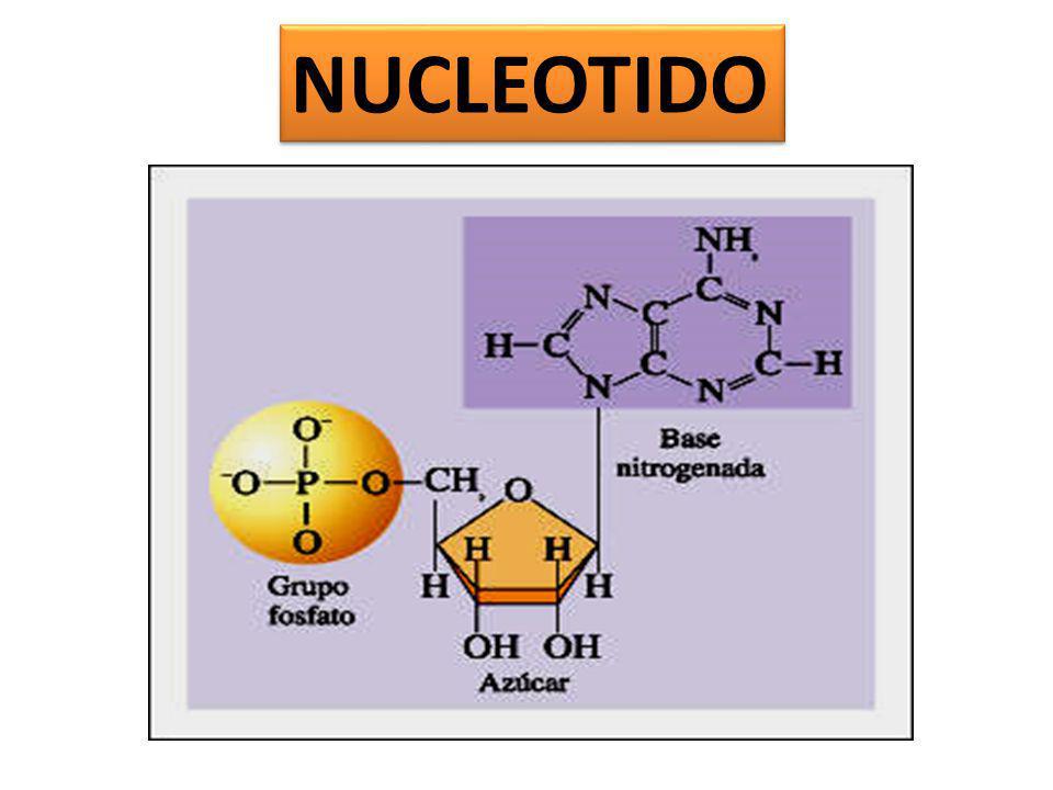NUCLEOTIDO